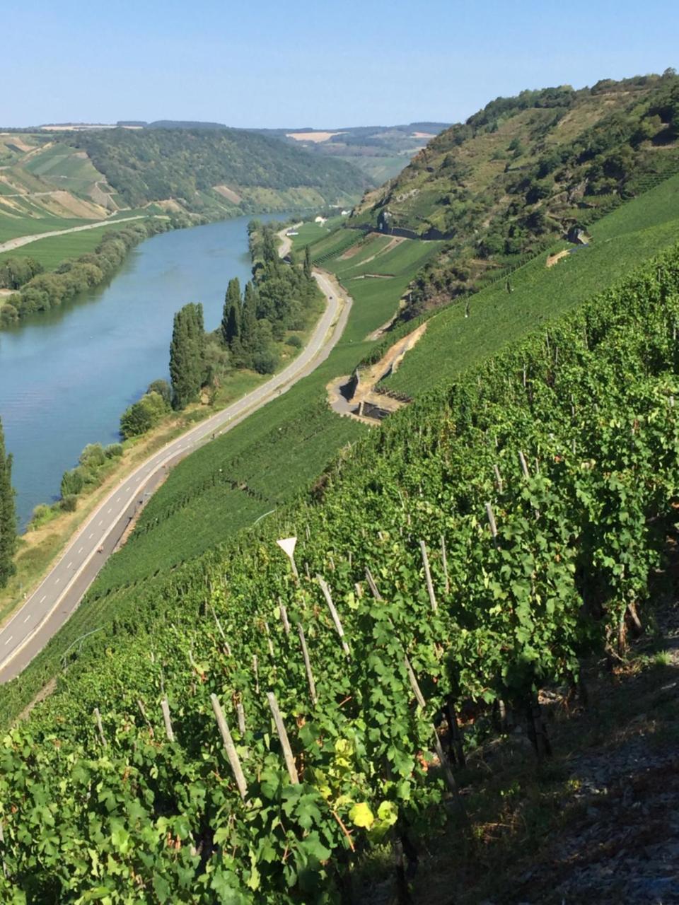 Weingut & Gaestehaus Edwin Hoffmann Trittenheim Exterior photo